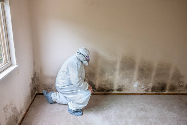 Best Commercial Mold Remediation in Kotzebue, AK