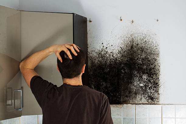 Best Residential Mold Remediation in Kotzebue, AK
