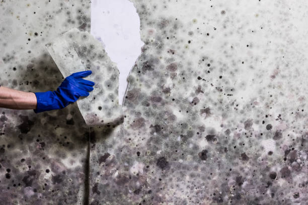 Best HVAC Mold Remediation in Kotzebue, AK
