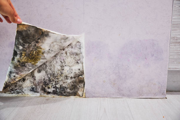 Best DIY Mold Remediation Support Services in Kotzebue, AK
